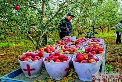 阿克苏市信康农副产品专业合作社
