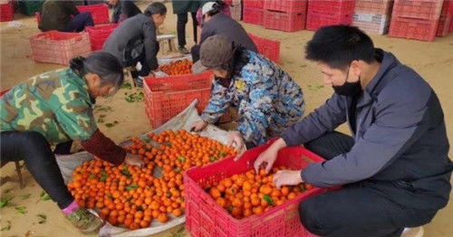 湖南省永州市零陵区 电商助万斤砂糖橘走出深山