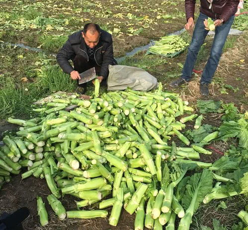 区商务局建 产销对接 群 助力农户销售农产品